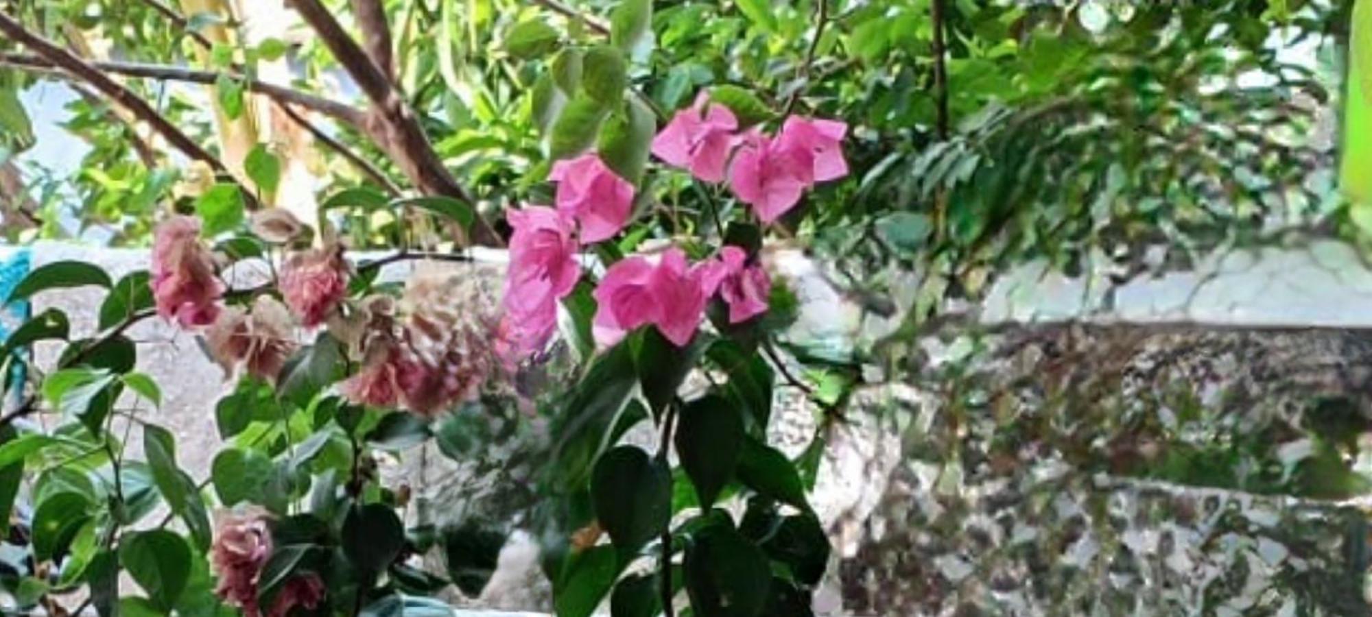 Oasis Homestay Kochi Zewnętrze zdjęcie